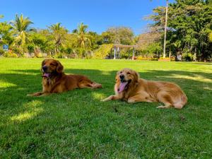 Domácí mazlíčci ubytovaní s hosty v ubytování Puerto de Luna Pet Friendly and Family Suites