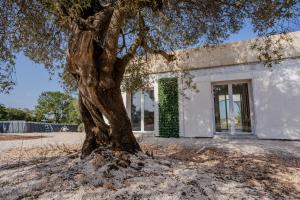 a tree in front of a white building at Chalet dimora tra gli ulivi in Ostuni