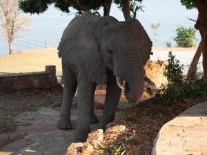 un elefante parado en un camino cerca del agua en Cutty Sark Lodge, en Kariba