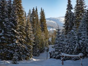 a group of trees with snow on them at Hotel Mikulášska Chata in Belá