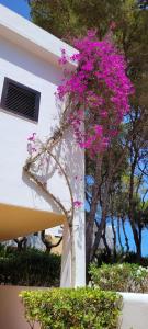 Gallery image of Club Cala Azul in Cala Llenya