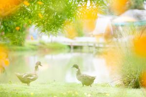 drei Enten, die vor einem Teich laufen in der Unterkunft Society House Luxury Hostel in Pai