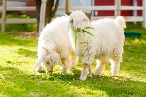 Tiere im Hostel oder in der Nähe