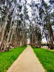 a dirt road lined with trees in a park at Acogedor y tranquilo departamento Mirasol in Algarrobo
