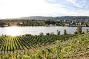 Gallery image of Hotel- Weingut- Moselloreley in Piesport