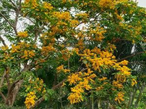 a tree with yellow flowers on it at Bang Po Hut in Ban Bang Po