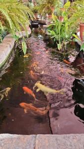 a pond filled with kites in a garden at Garden Oasis Cottage in Windhoek +31 photos