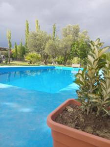 a blue swimming pool with a plant in a pot at Nostraterra in San Rafael