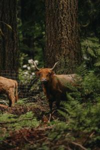 a cow with horns walking in the woods at The Lodge at Highland Farms in Brightwood