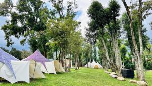 Φωτογραφία από το άλμπουμ του Xuanmuju Campsite σε Luye
