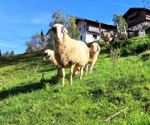 Fotografia z galérie ubytovania Ferienhaus Unterblasbichl v destinácii Bruck an der Großglocknerstraße