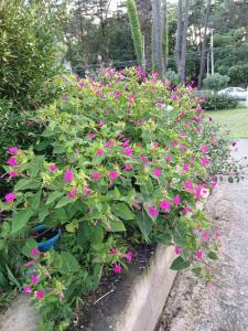 Fotografie z fotogalerie ubytování Private Cottage at the Black sea v destinaci Šekvetili + 92 fotografií