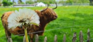 Billede fra billedgalleriet på Massembre i Heer