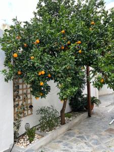 Fotografie z fotogalerie ubytování Maria's jasmine v destinaci Volos