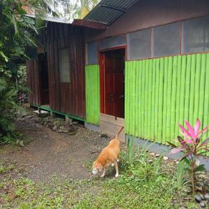 Domácí mazlíčci ubytovaní s hosty v ubytování Casa Osa Bella Cabina Rayo Verde