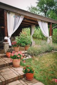 a group of potted plants sitting on a patio at Vila harmony in Trmčare