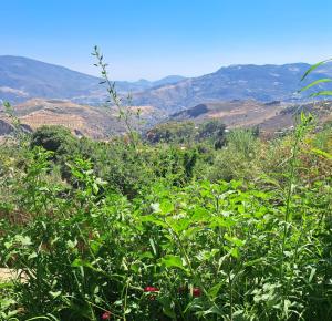 a field of plants with mountains in the background at LUX CASITA Almendral in Lanjarón