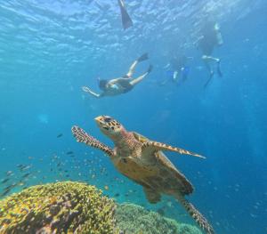 Άλλα ζώα σε αυτός ο ξενώνας ή στη γύρω περιοχή