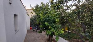 ein kleiner Baum neben einem weißen Gebäude neben einem Haus in der Unterkunft Airport Friendly House 3 in Artemida