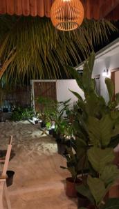 Zahrada ubytování Oasis Dhigurah