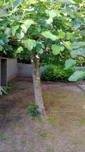 een boom met grote groene bladeren in een tuin bij Nono110 in Villa Gesell