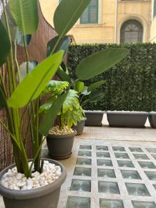 Eterna Suites Roma外面的花园