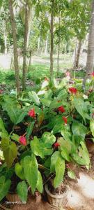 a group of plants with red flowers and trees at Prasad home in Sigiriya