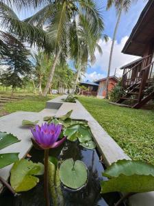 Zahrada ubytování Oasis cabanas