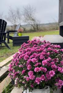 garnek różowych kwiatów siedzący na pokładzie w obiekcie L'Envolée Ecolodge, tiny house au coeur des vignes w mieście Loches-sur-Ource