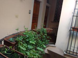 un balcone con un mucchio di piante verdi di Bed & Breakfast Federico II a Foggia