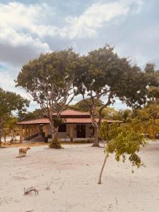 a dog walking in front of a building with two trees at Pindoretama sitio in Pindoretama