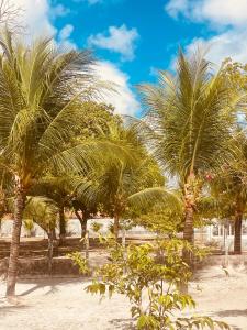 a group of palm trees on a sandy beach at Pindoretama sitio in Pindoretama
