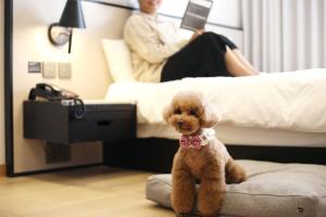 Domácí mazlíčci ubytovaní s hosty v ubytování Maison Glad Jeju
