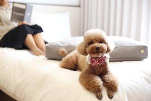 Domácí mazlíčci ubytovaní s hosty v ubytování Maison Glad Jeju