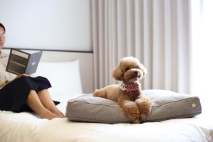 Domácí mazlíčci ubytovaní s hosty v ubytování Maison Glad Jeju
