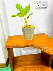 a plant in a pot sitting on a wooden table at Serenity cottage in Ella