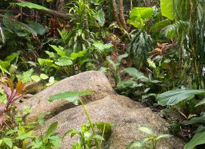 Κήπος έξω από το NATURIST Garden Suite clothing optional