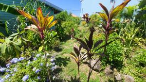 Zahrada ubytování Bungalows Ti Lodge Martinique - près de la plage avec jacuzzi privé