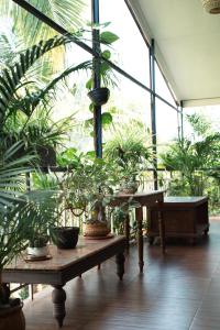 Nasya Beachside Cottages外面的花园