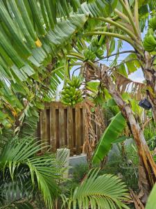Zahrada ubytování Bungalows Ti Lodge Martinique - près de la plage avec jacuzzi privé