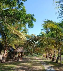 a row of palm trees on a dirt road at Delta Park Hotel in Parnaíba +21 photos
