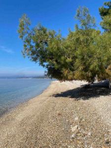 Φυσικό τοπίο κοντά σε αυτό το διαμέρισμα +20 φωτογραφίες