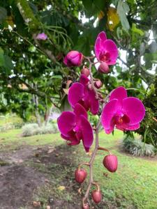 Photo de la galerie de l'établissement Finca Turistica Eje Cafetero, à Montenegro