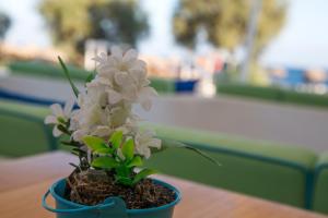 a small white flower in a blue pot on a table at Glykeria Mini Suites in Perivolos