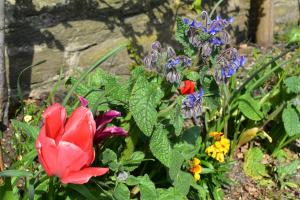 Ein Garten an der Unterkunft Cardigan Castle