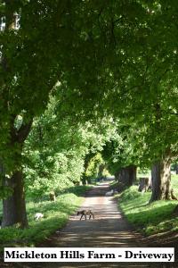 a dog walking down a tree lined road at Mickleton Hills Farm Cotswold Holiday Cottages in Chipping Campden