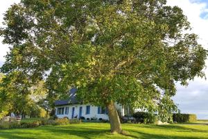 a large tree in front of a white house at Wohnung-D in Glowe