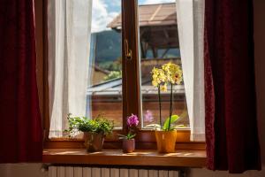 a window with potted plants sitting on a window sill at Masito Apartments The Hub in Cortina dʼAmpezzo