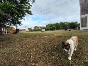 un gato caminando por la hierba en un patio en Apartamento, Suíte com cozinha, en Penha