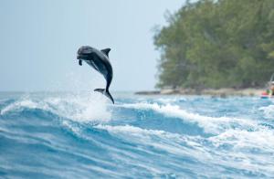 a dolphin jumping out of the water in the ocean at Hotel Kia Ora Resort & Spa in Avatoru